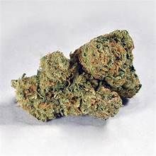 jack herer