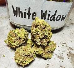 white widows strain